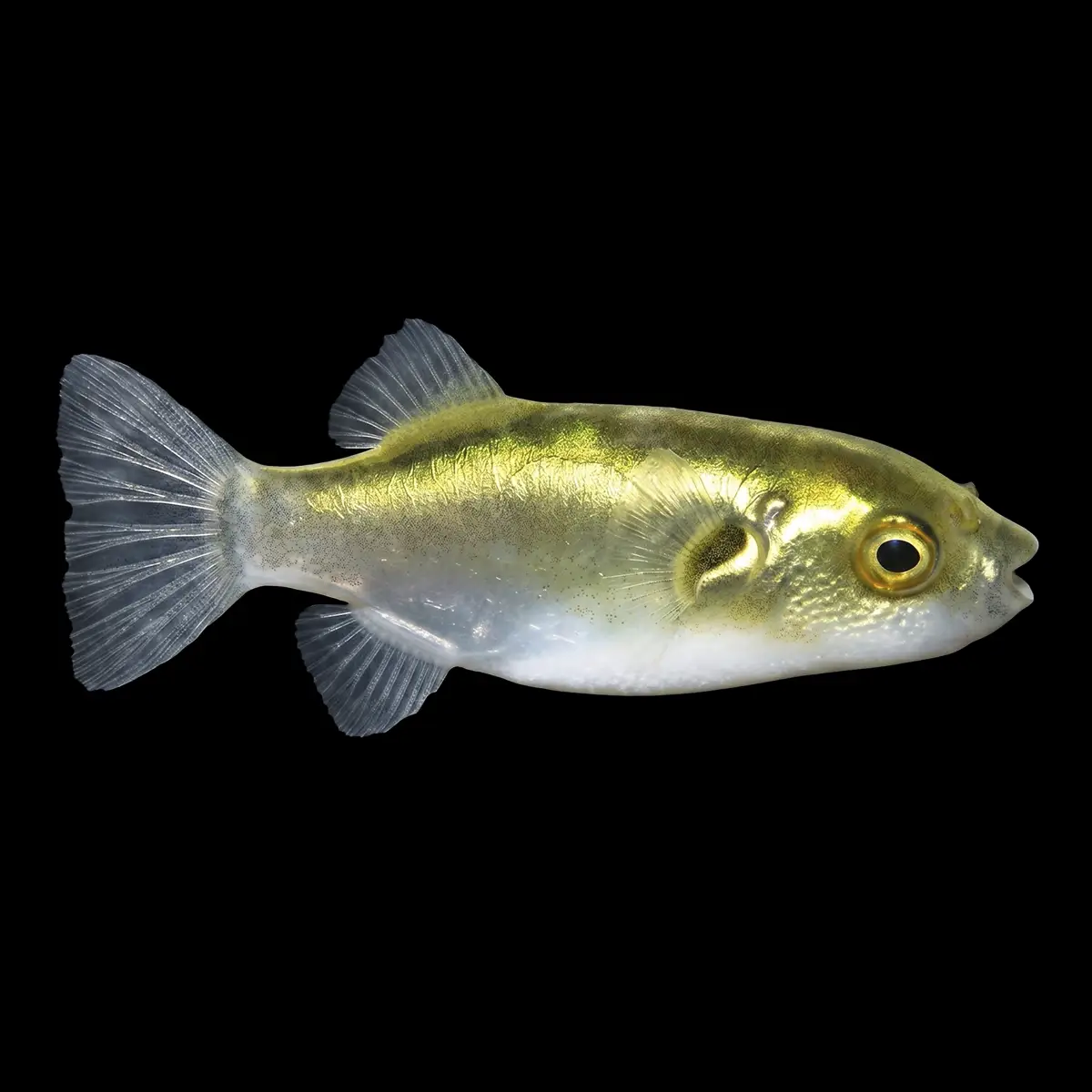 Pez Globo Dorado | Auriglobus Modestus nascapers.es