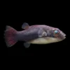 Pez Globo Enano de Cola Roja | Carinotetraodon irrubesco nascapers.es