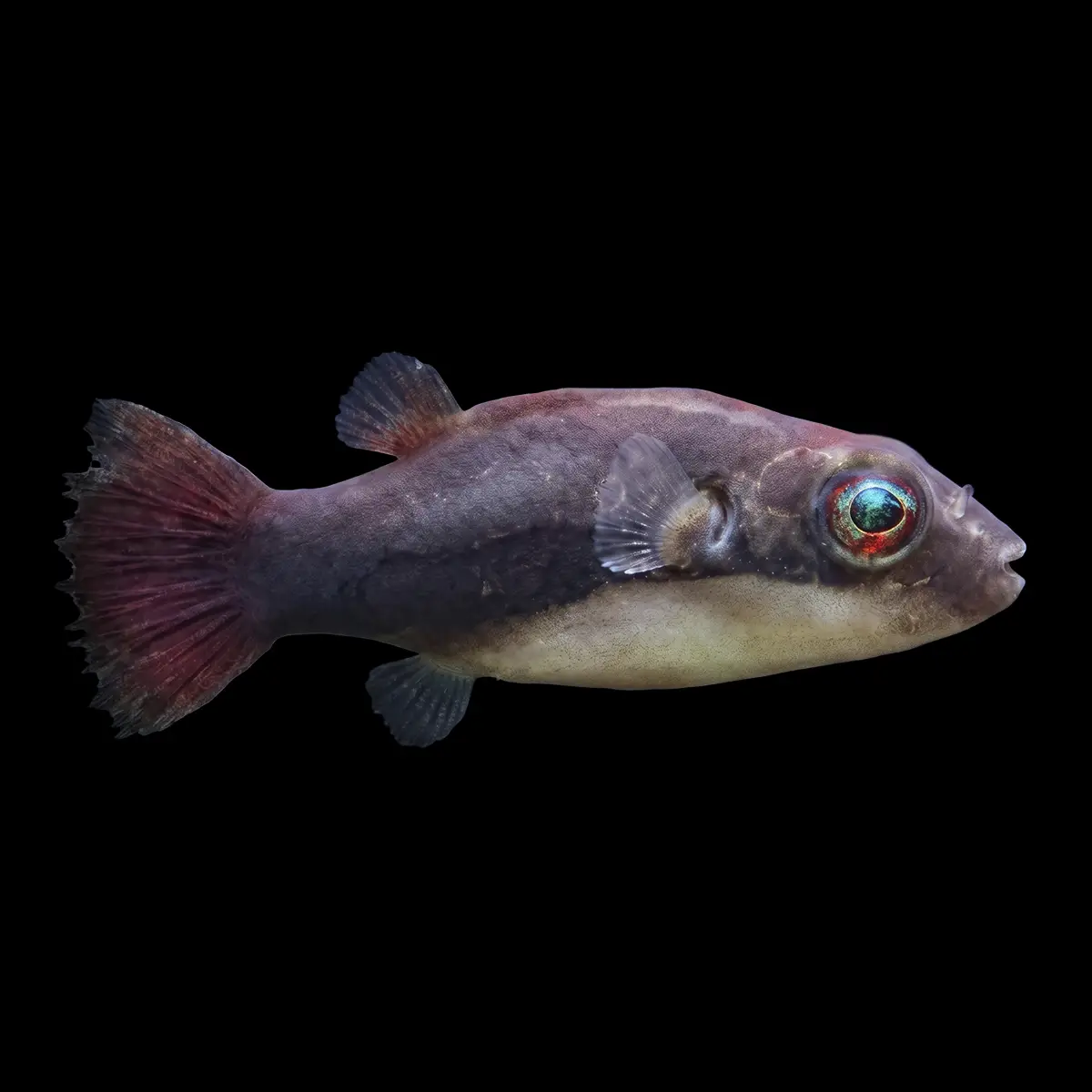 Pez Globo Enano de Cola Roja | Carinotetraodon irrubesco nascapers.es