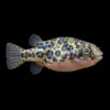 Pez Globo Enano de Malabar | Carinotetraodon imitator nascapers.es