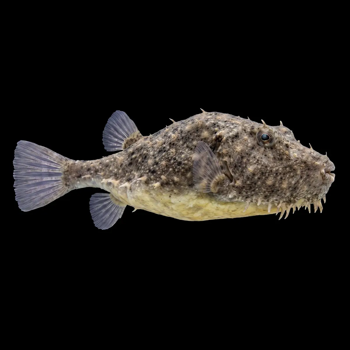 Pez Globo Peludo | Tetraodon baileyi nascapers.es