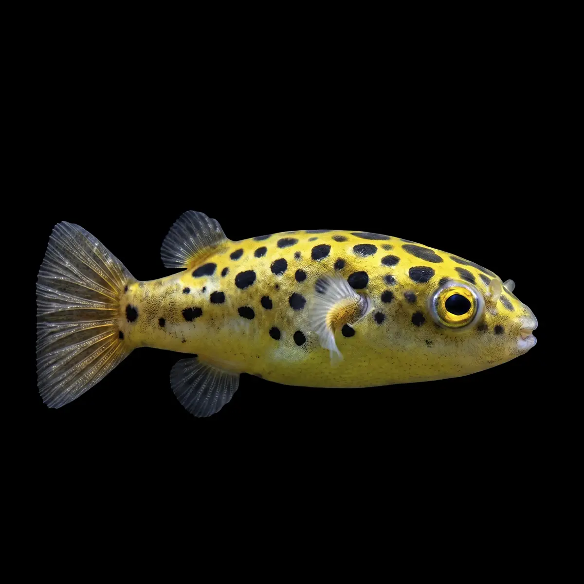 Pez Globo Verde Moteado | Tetraodon nigroviridis nascapers.es