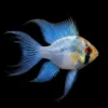 Ramirezi Balón Azul Eléctrico Velo | Mikrogeophagus ramirezi nascapers.es