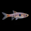 Rasbora Red Micros | Boraras micros nascapers.es