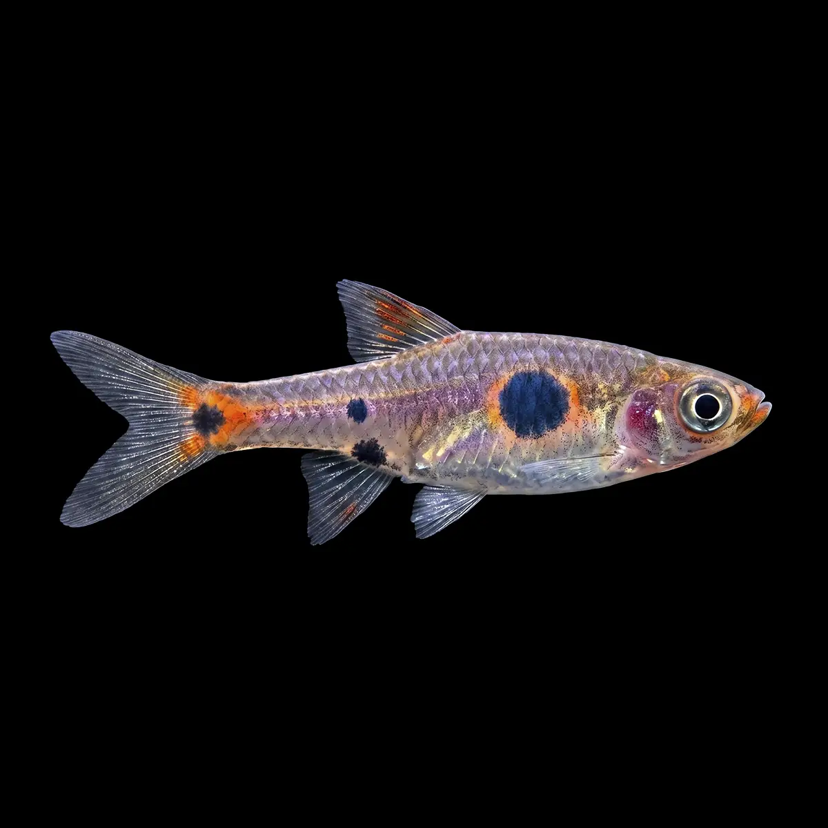 Rasbora Red Micros | Boraras micros nascapers.es