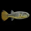 Tetraodon Mbu nascapers.es