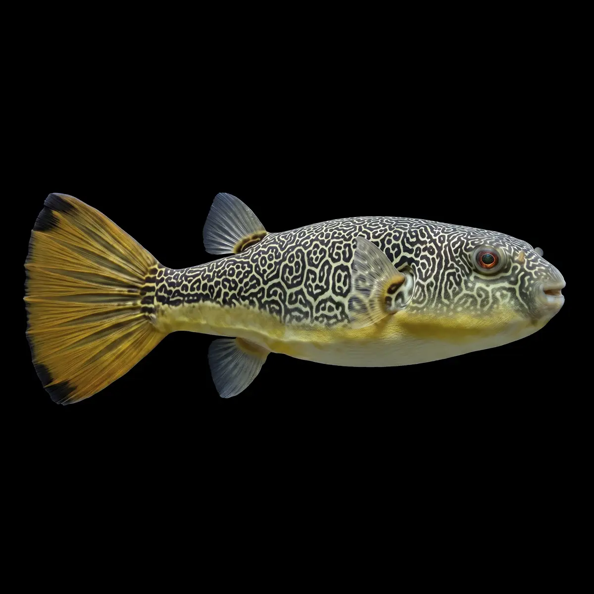 Tetraodon Mbu nascapers.es