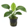 Anubias Barteri Caladiifolia nascapers.es