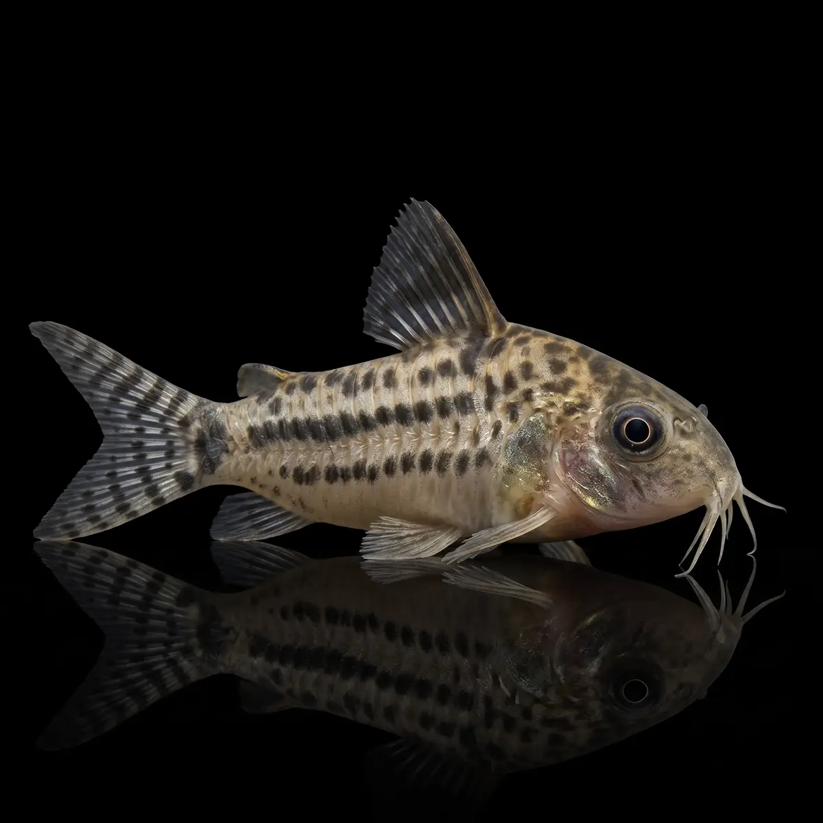 Corydoras