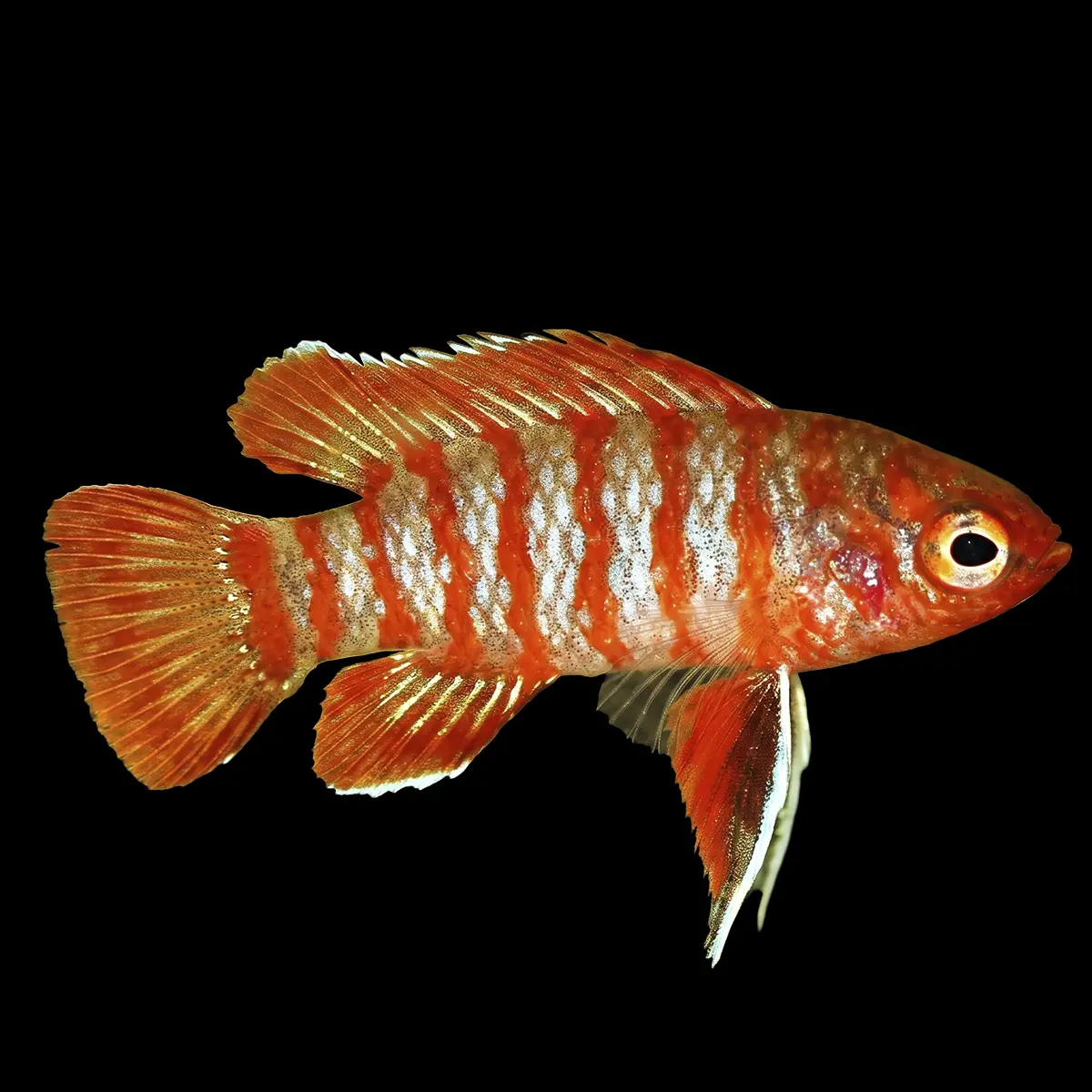 Badis Badiidae