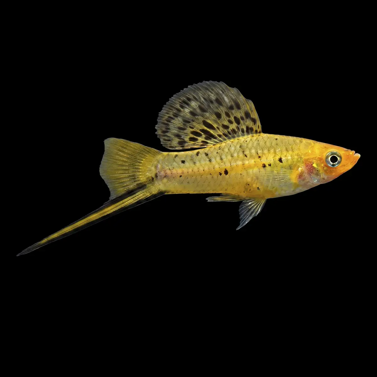 Xiphos
