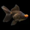 Goldfish Oranda Pom Pom nascapers.es