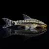 Categoría de Peces Limpiadores Antialgas nascapers.es
