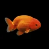 Ranchu Naranja S nascapers.es