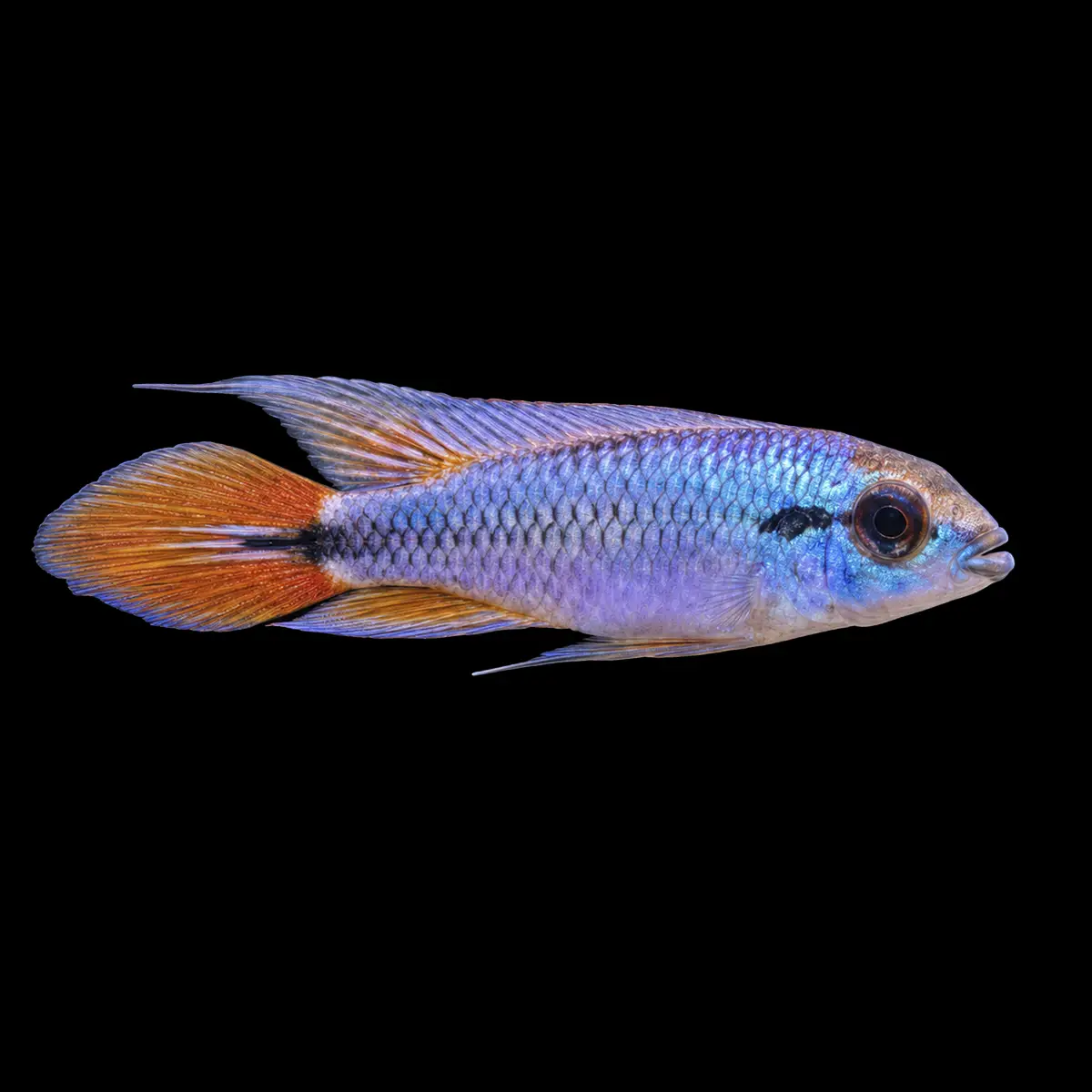 Apistograma Agassizii Alenquer Neon Blue nascapers.es