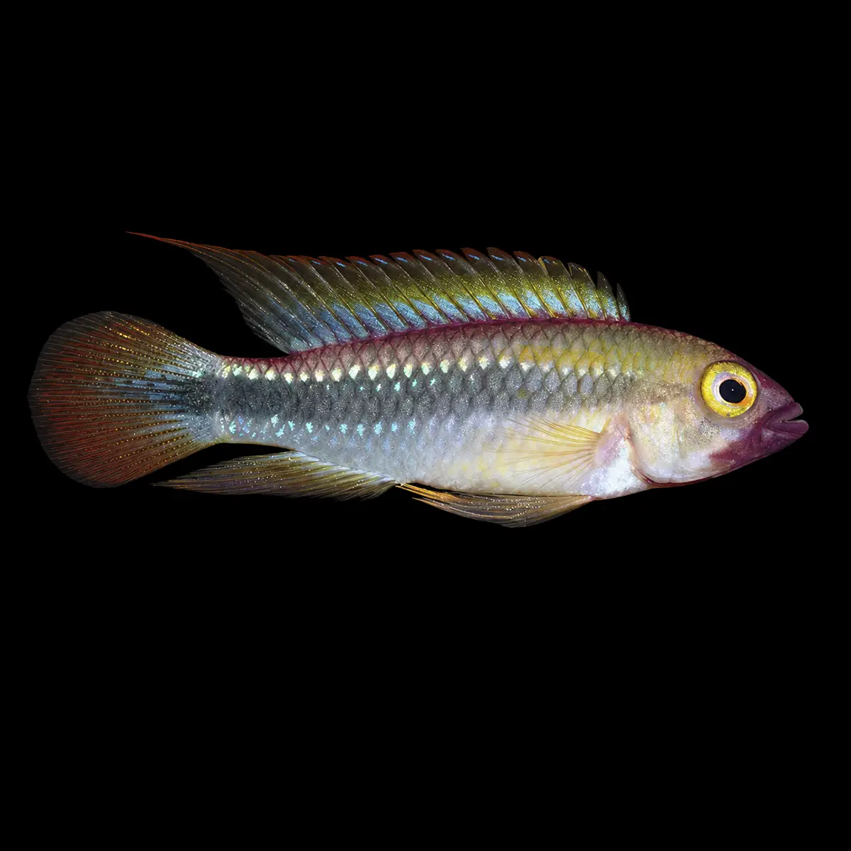 Apistogramma Wilhelmi | Apistogramma sp. Abacaxis nascapers.es