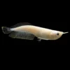Arowana plateada albina | Osteoglossum bicirrhosum nascapers.es