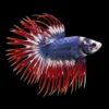 Betta Macho Cola Corona Bandera Thai | Betta splendens nascapers.es