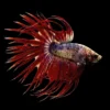 Betta Macho Cola Corona Fancy | Betta splendens nascapers.es