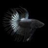 Betta Macho Cola Corona Negro | Betta splendens nascapers.es