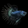 Betta Macho Cola Corona Orquídea Negra | Betta splendens nascapers.es