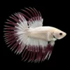Betta Macho Cola Corona Snow White nascapers.es