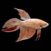 Betta Macho Cola Velo Armagedón | Betta splendens nascapers.es