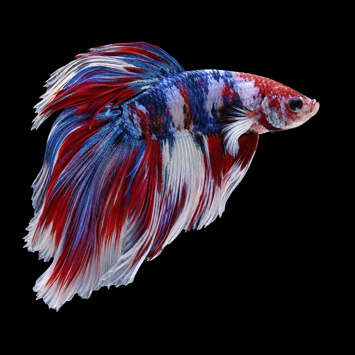 Betta Macho Cola Velo Fancy | Betta splendens nascapers.es
