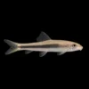 Chupa algas siamés Negro oro | Gyrinocheilus aymonieri nascapers.es