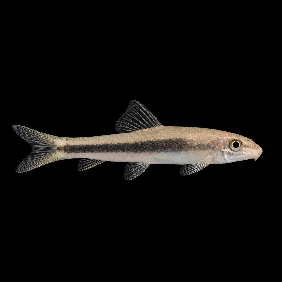 Chupa algas siamés Negro oro | Gyrinocheilus aymonieri nascapers.es