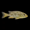 Cíclido comando | Nimbochromis venustus nascapers.es