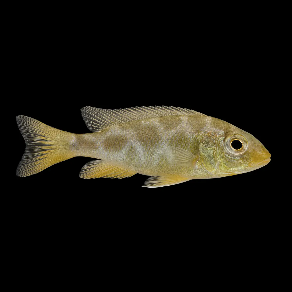 Cíclido comando | Nimbochromis venustus nascapers.es