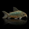 Corydoras Esmeralda Pantanal | Corydoras pantanalensis nascapers.es