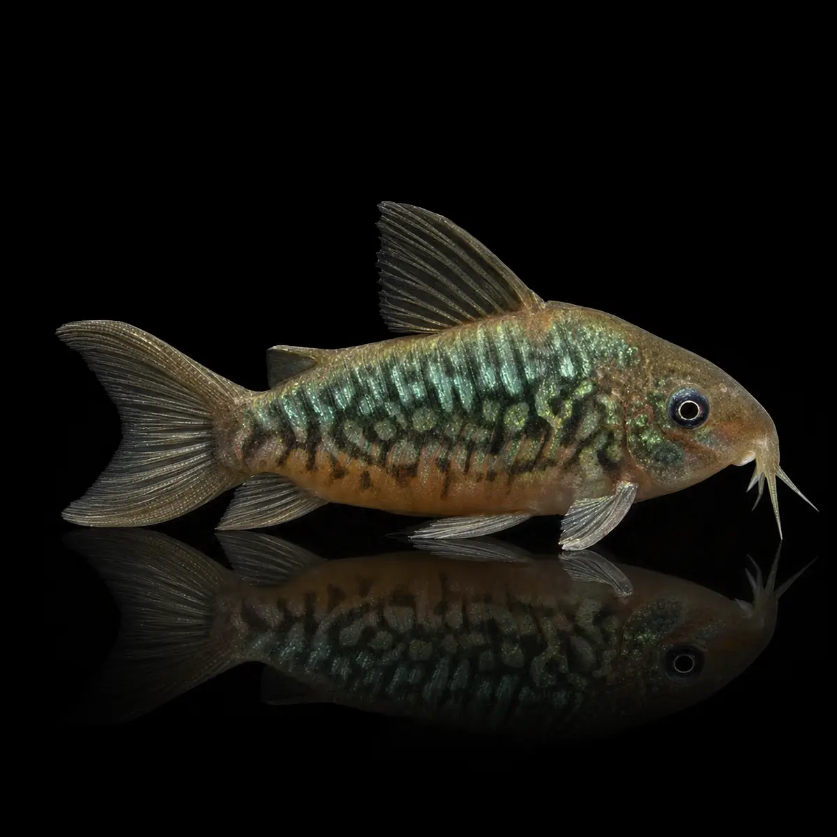 Corydoras Esmeralda Pantanal | Corydoras pantanalensis nascapers.es
