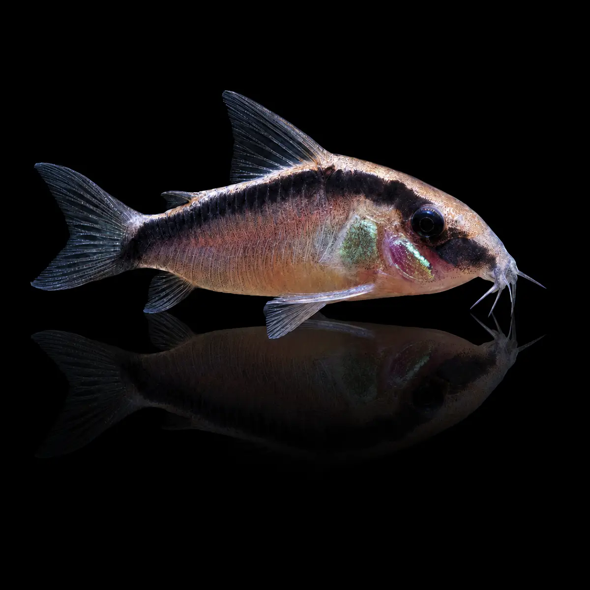 Corydoras Arcuatus nascapers.es