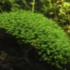 Fissidens Nobilis nascapers.es
