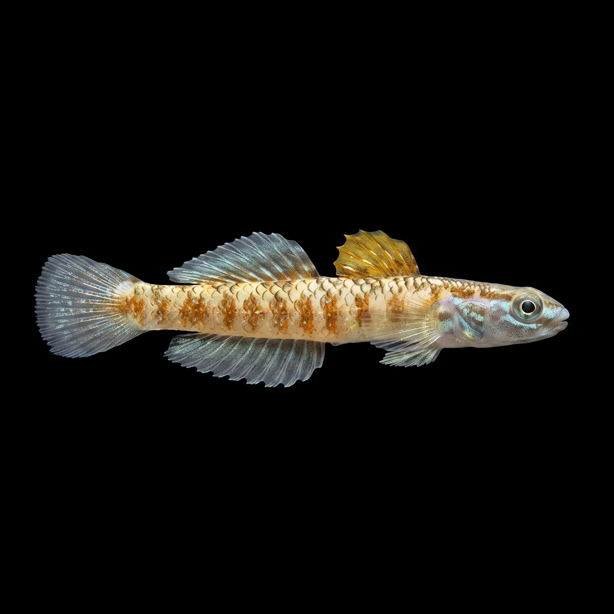 Góbido Rutilaureus | Stiphodon rutilaureus nascapers.es