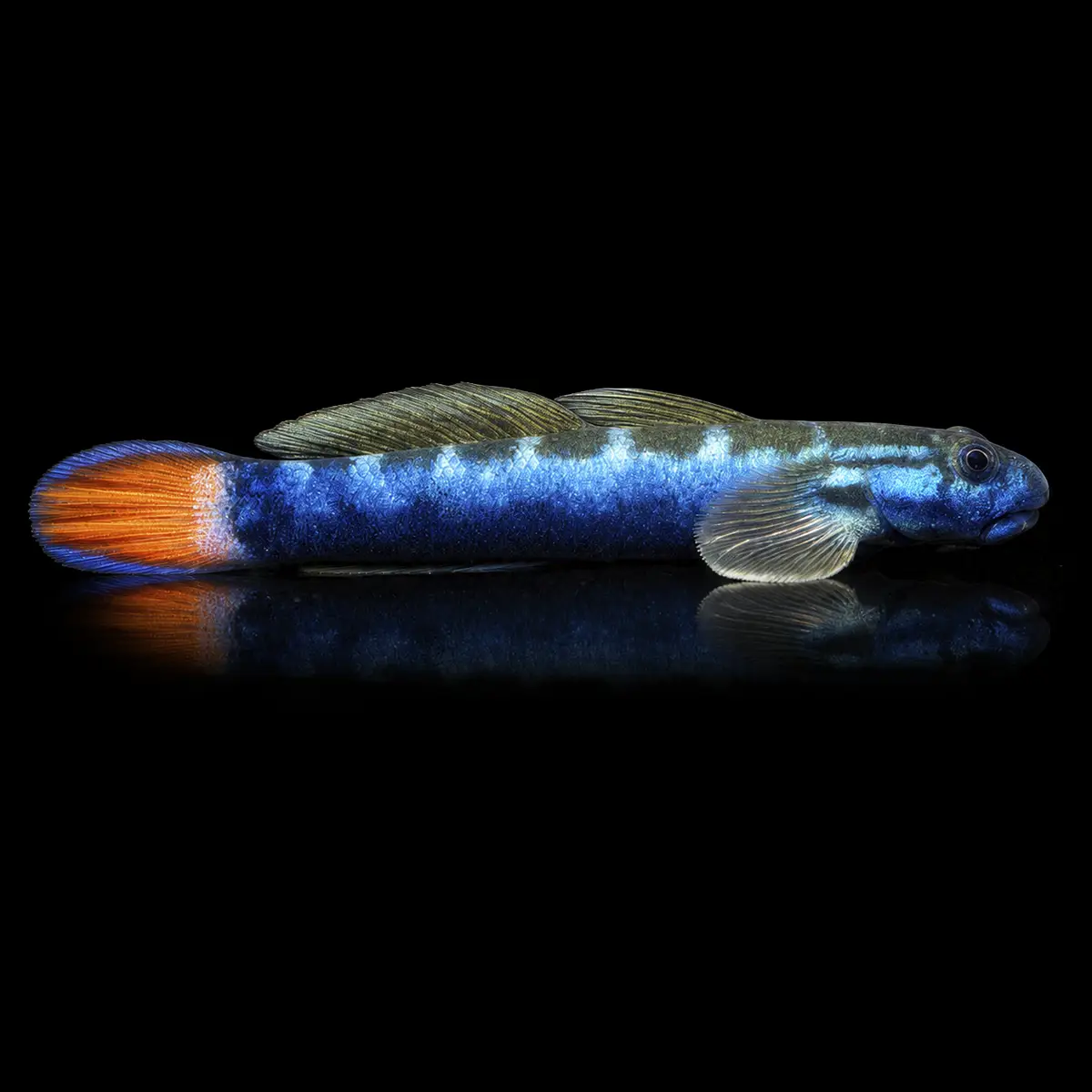 Gobio Azul de Cola Roja | Sicyopterus lagocephalus nascapers.es