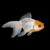 Goldfish Boina Amarilla | Carassius auratus nascapers.es
