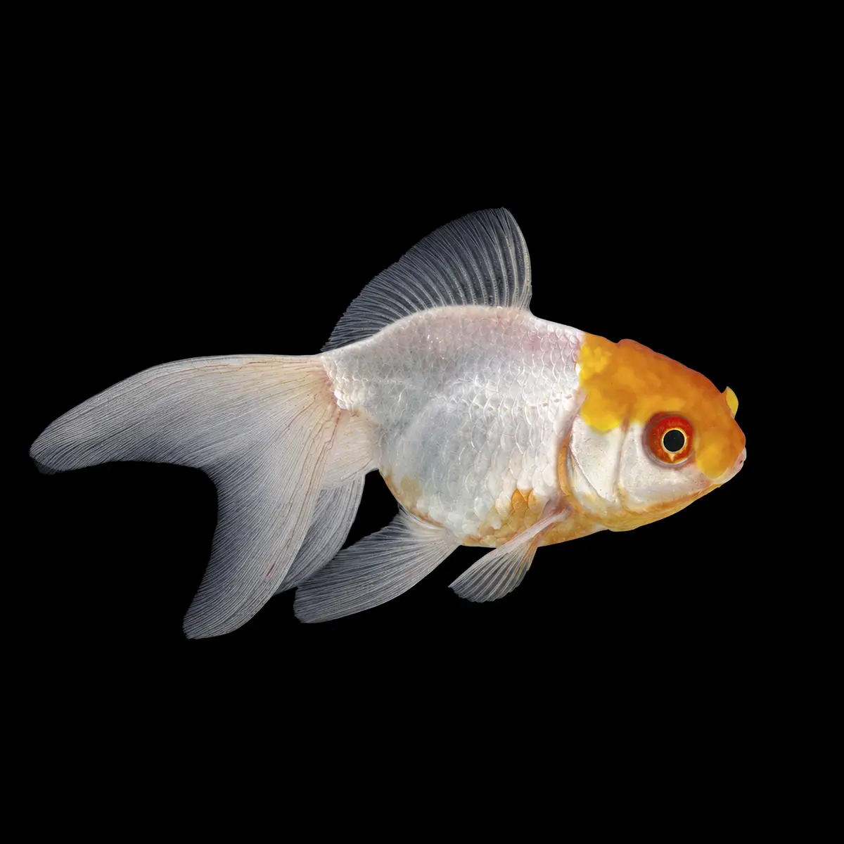 Goldfish Boina Amarilla | Carassius auratus nascapers.es