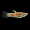 Guppy Macho Endler Calicó | Poecilia wingei nascapers.es