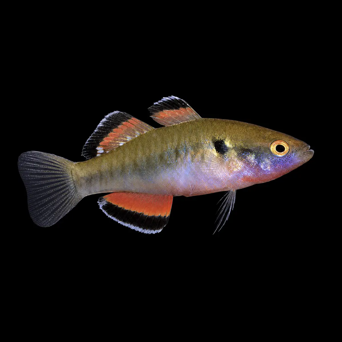 Hypseleotris compressa nascapers.es