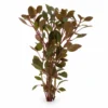 Ludwigia Palustris Rubin nascapers.es