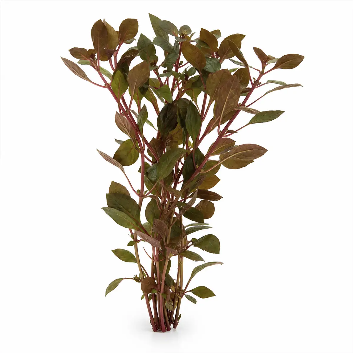 Ludwigia Palustris Rubin nascapers.es