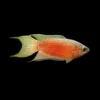 Macropodus Opercularis Red Color nascapers.es