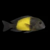 Moori Ikola Banda amarilla | Tropheus moorii ‘Ikola’ nascapers.es
