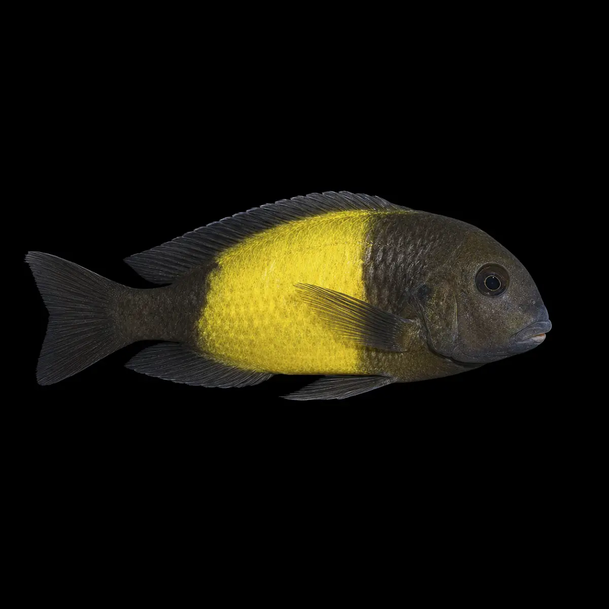 Moori Ikola Banda amarilla | Tropheus moorii ‘Ikola’ nascapers.es