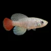 Notho azul | Nothobranchius patrizii nascapers.es