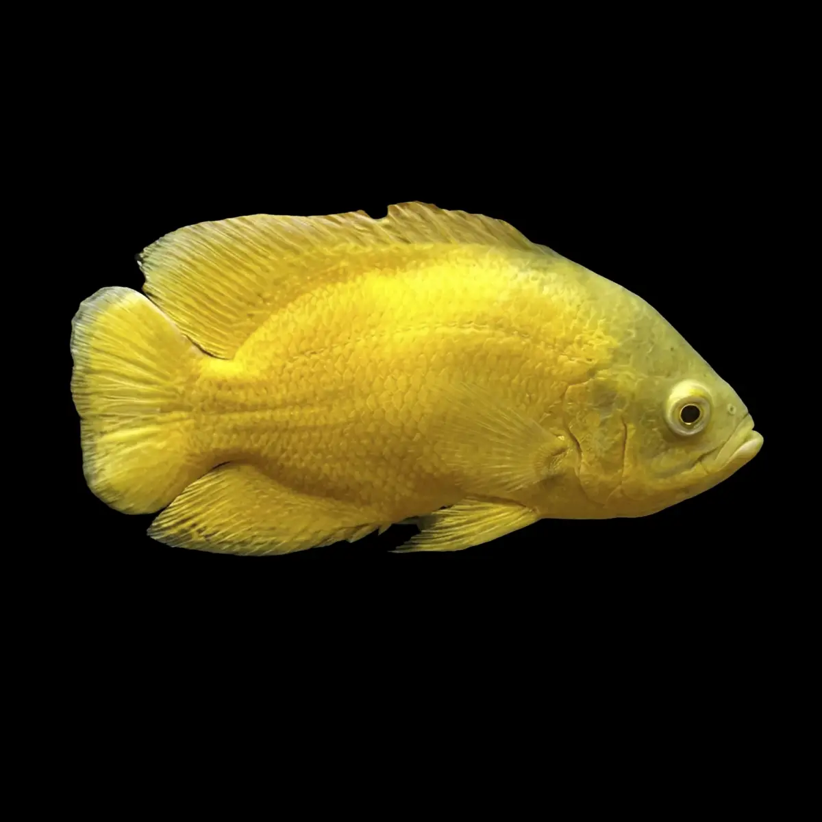Oscar Lemon | Astronotus ocellatus nascapers.es