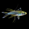 Pez Arcoiris de las Célebes | Marosatherina ladigesi nascapers.es